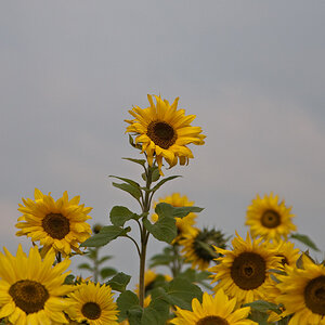 Sonnenblume