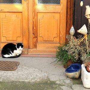 comp 2 Katzen