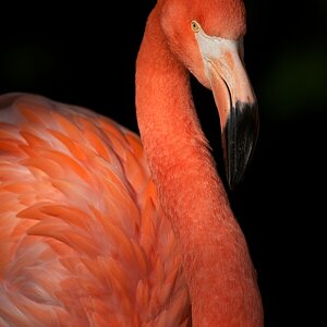 Roter Flamingo