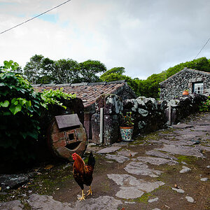 Quada / Flores