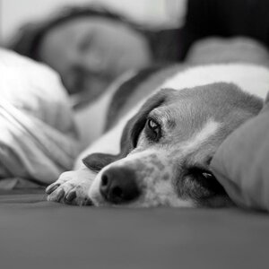 Chill Beagle