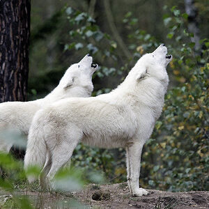 polarwolf