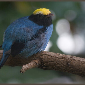 bunter Vogel aus dem Wuppertaler Zoo