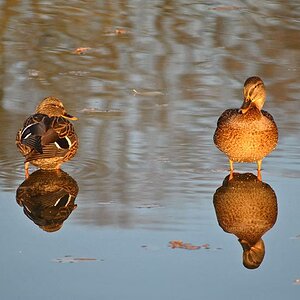 Enten im Grünfelder Park - Spiegelung