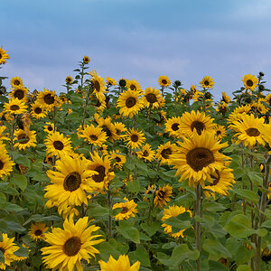 Sonnenblume 01a