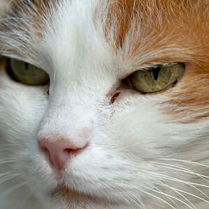 Katze (close-up)
