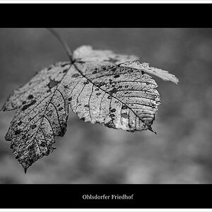 blatt