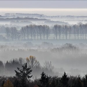 Morgennebel in der Hahnheide 02