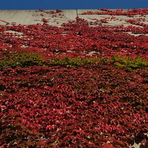 herbst 1 JKK 0037
