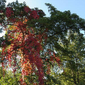 herbst 3 JKK 0078