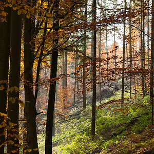 201011010919 - Pfälzer Wald im Herbst