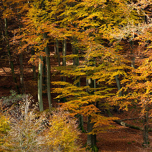 201011010973 - Pfälzer Wald im Herbst