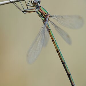 LestesViridis2a