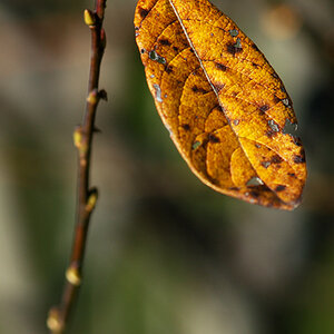Herbstblatt