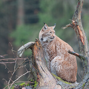 Luchs  10B 0130 21. November 2010 001