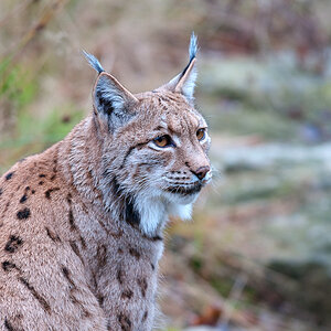 Luchs