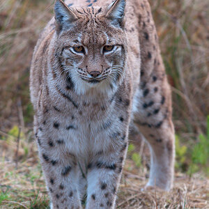 Luchs 2