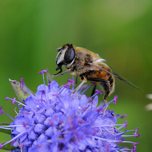 Macro 55 2.8 0944