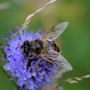 Macro 55 2.8 0950