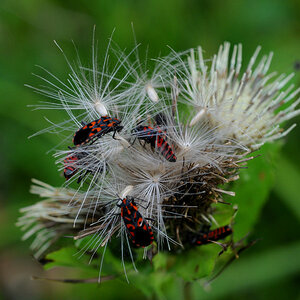 Macro 55 2.8 0974