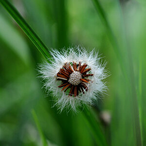 Macro 55 2.8 1002