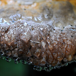 Macro 55 2.8 1030