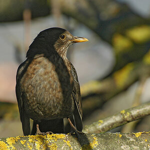 DSC 9250 Amsel 1024 8