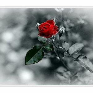 D3C 8255 nff