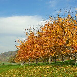 KirschbaeumeimHerbst1