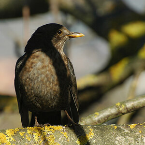 DSC 9249 Amsel 1024 oK 9