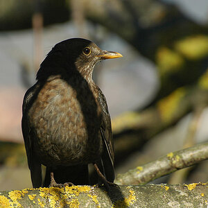 DSC 9250 Amsel 1024 oK 9