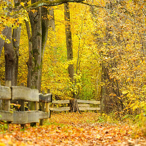Herbst 33