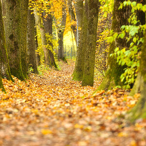 Herbst 34