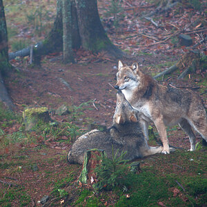 10M 6542 bearbeitet 1