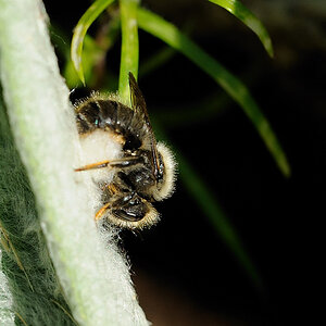 Wollbiene Anthidium montanum 2