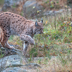 luchs 3 2