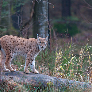 luchs 4
