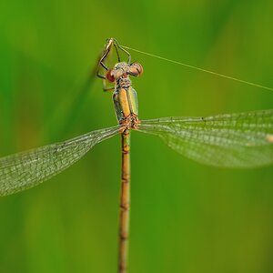 LestesViridis GemeineWeidenjungfer10
