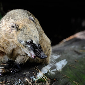 Nasenbär