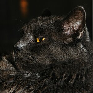 Prince of Darkness