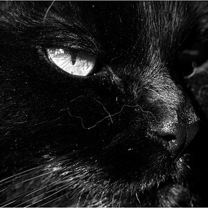 KaterDSC 0004