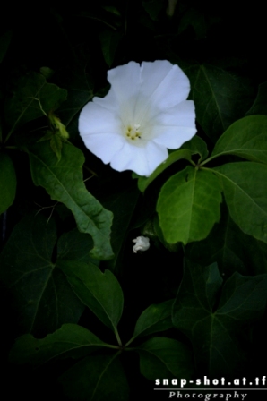 © www.snap-shot.at.tf