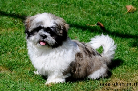 © www.snap-shot.at.tf