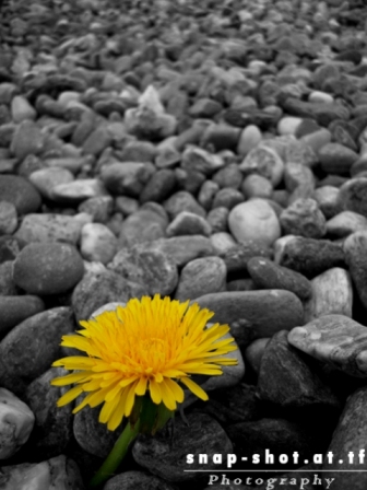 © www.snap-shot.at.tf