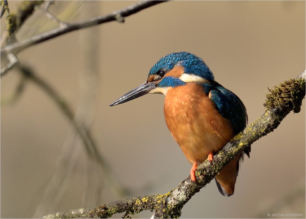 ©EISVOGEL fc GFB0567