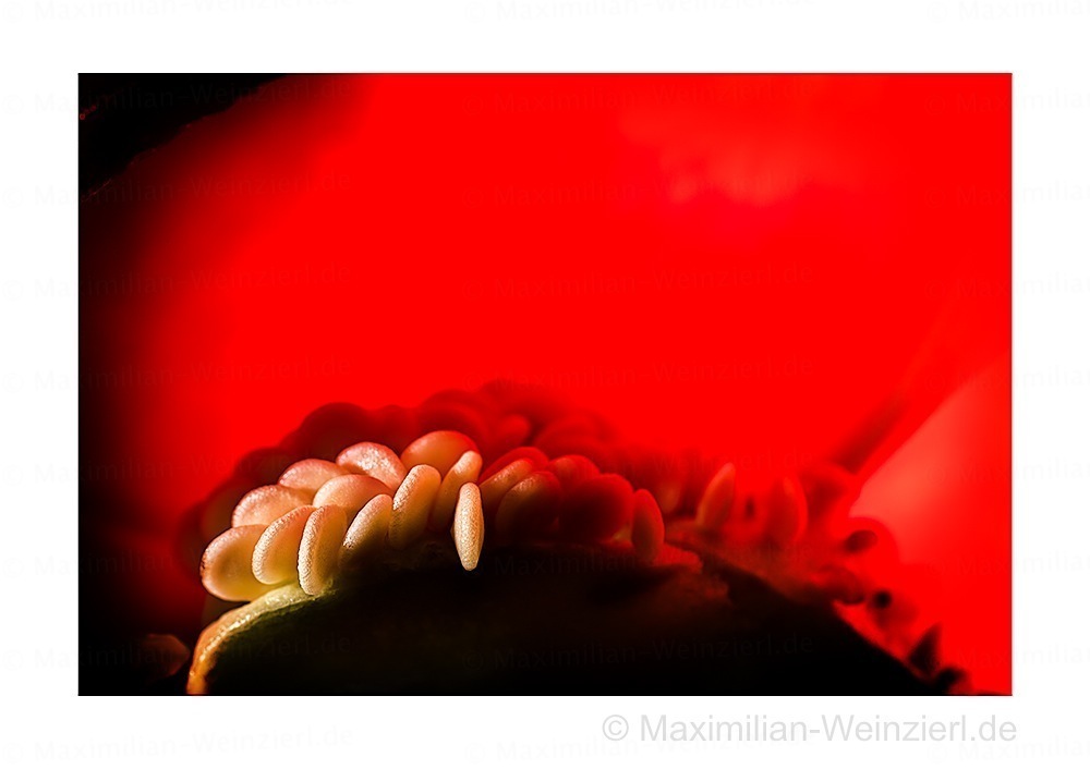 ©MaximilianWeinzierl©MaximilianWeinzierl©MaximilianWeinzierlM81 6724 2