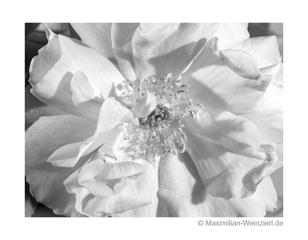 ©MaximilianWeinzierl©MaximilianWeinzierlL10022442a