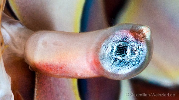 ©MaximilianWeinzierlawesomeMakro
