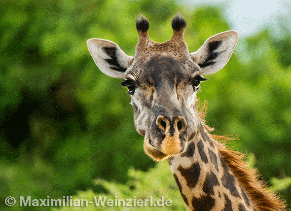 ©MaximilianWeinzierlGiraffe