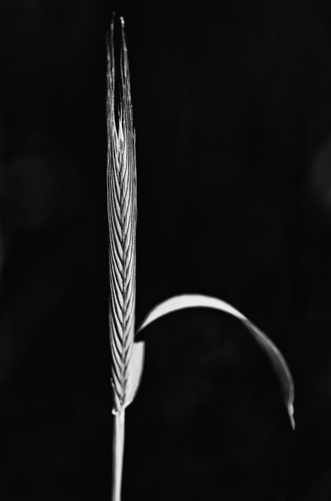 Ährensache 2_BW_1.jpg